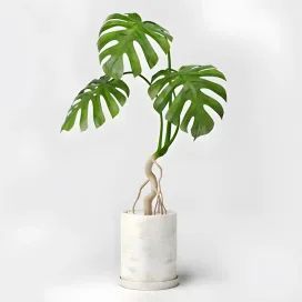 Monstera